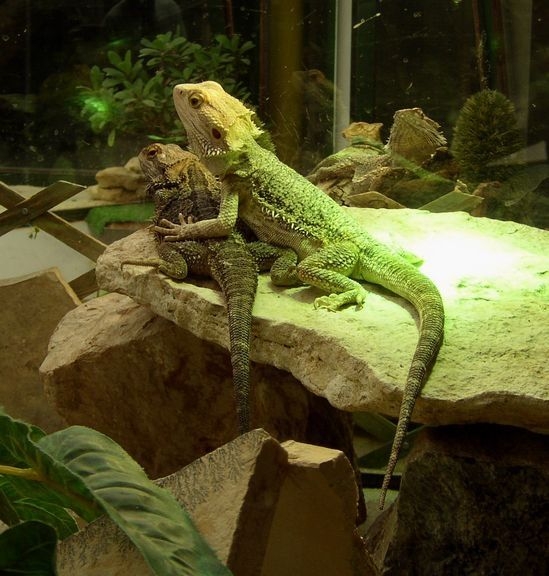 2008 05 Martel, au reptiland 05